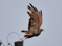 FL6A7895Savanna_Hawk