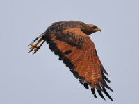 FL6A7900Savanna_Hawk