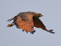 FL6A7903Savanna_Hawk