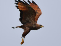 FL6A7905Savanna_Hawk