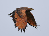 FL6A7907Savanna_Hawk