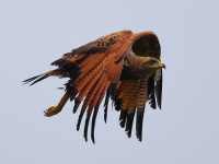 FL6A7908Savanna_Hawk
