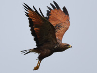 FL6A7909Savanna_Hawk