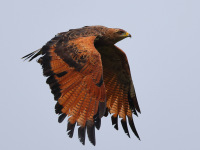 FL6A7911Savanna_Hawk