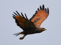 FL6A7913Savanna_Hawk