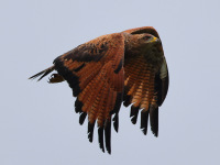 FL6A7919Savanna_Hawk