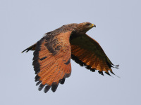 FL6A7922Savanna_Hawk