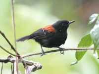 FL6A8400Black-hooded_Antwren_with_Tick