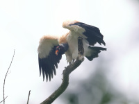 FL6A8535King_Vulture