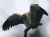 FL6A8538King_Vulture