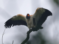 FL6A8549King_Vulture