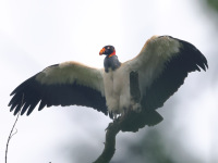 FL6A8564King_Vulture
