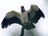 FL6A8588King_Vulture