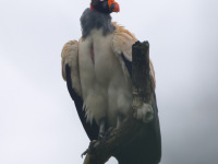 FL6A8598King_Vulture