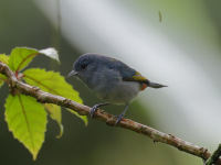 FL6A8714Chestnut-vented_Conebill