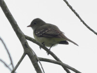 FL6A8779Small-billed_Elaenia