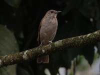 FL6A8796Pale-breasted_Thrush