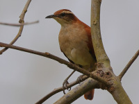 FL6A8941Wing-banded_Hornero