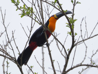 FL6A9079Channel-billed_Toucan