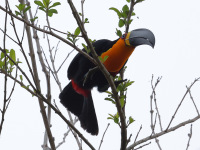 FL6A9091Channel-billed_Toucan