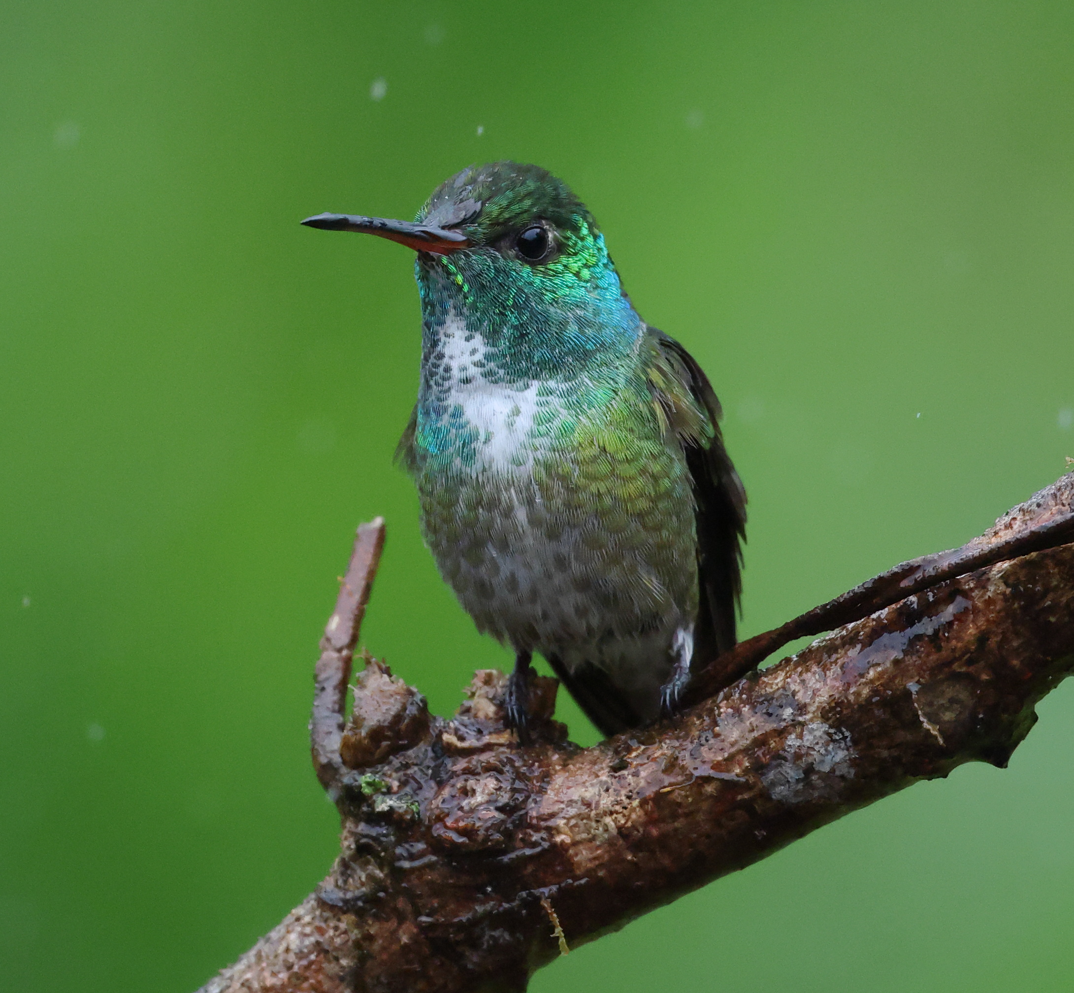 FL6A3003Versicolored_Emerald
