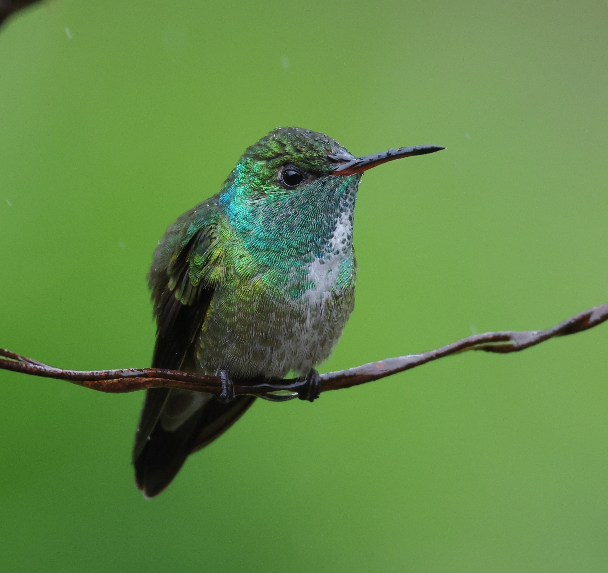 FL6A3264Versicolored_Emerald