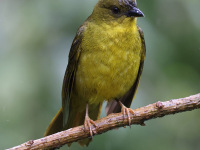 10A6978Olive-green_Tanager