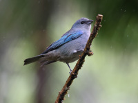 10A6985Azure-shouldered_Tanager