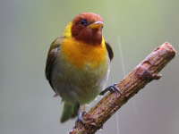 10A6992Rufous-headed_Tanager