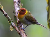 10A7005Rufous-headed_Tanager