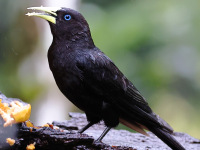 10A7012Red-rumped_Cacique