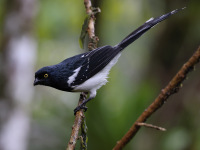10A7037Magpie_Tanager
