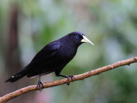10A7038Red-rumped_Cacique