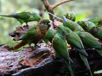 10A7050Trilha_dos_Tucanos_Lodge_Feeders