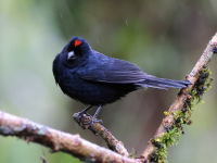 10A7067Ruby-crowned_Tanager