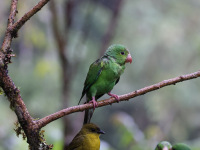 10A7079Plain_Parakeet