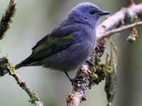 10A7087Golden-chevroned_Tanager