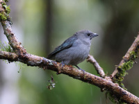 10A7093Sayaca_Tanager