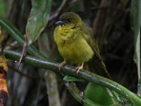 10A7103Olive-green_tanager