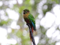 10A7130Maroon-bellied_Parakeet