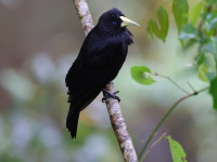 10A7134Red-rumped_Cacique
