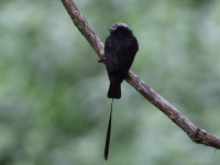 10A7144Long-tailed_Tyrant