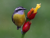 10A7184Bananaquit