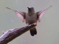10A7258Sombre_Hummingbird