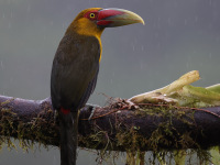 10A7338Saffron_Toucanet