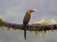 10A7342Saffron_Toucanet