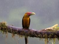 10A7354Saffron_Toucanet