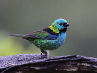 10A7386Green-headed_Tanager