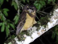 10A7437Tawny-browed_Owl
