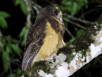 10A7440Tawny-browed_Owl